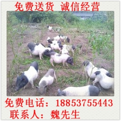 出售 香猪 巴马香猪苗 种猪 母猪 宠物香猪苗 香猪种 大型...