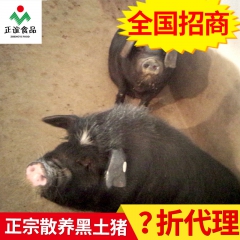 正谊养殖绿色无污染放养黑猪 散养生态黑香猪 冷藏新鲜藏香猪肉