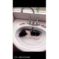 巴马香猪，宠物猪
