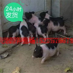 打折促销巴马香猪 成年种猪养殖场 迷你宠物香猪宠物猪价格