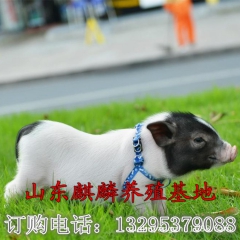 中华老字号 东阿阿胶桃花姬阿胶糕300g