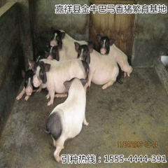 中华老字号 东阿阿胶桃花姬阿胶糕300g