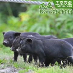 中华老字号 东阿阿胶桃花姬阿胶糕300g
