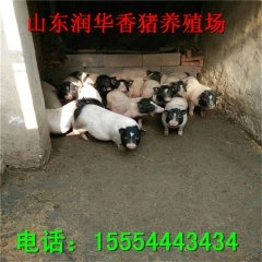 中华老字号 东阿阿胶桃花姬阿胶糕300g