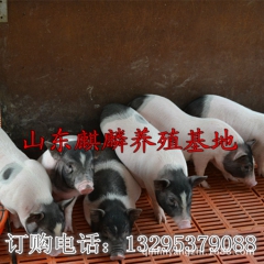 中华老字号 东阿阿胶桃花姬阿胶糕300g