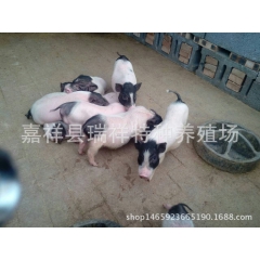 中华老字号 东阿阿胶桃花姬阿胶糕300g