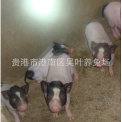 中华老字号 东阿阿胶桃花姬阿胶糕300g