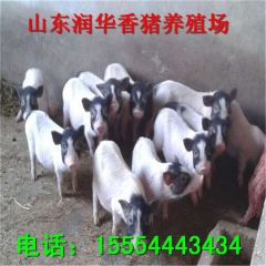 中华老字号 东阿阿胶桃花姬阿胶糕300g