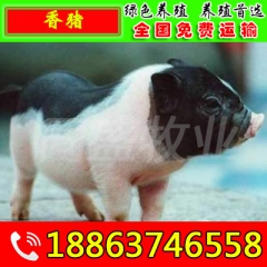 中华老字号 东阿阿胶桃花姬阿胶糕300g