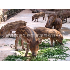 山林野猪 繁殖饲养纯种野猪 良种猪苗 杂交野猪 山林放养生态...