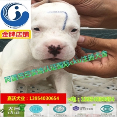 杜高咬野猪测试视频 杜高搜山犬 杜高单挑上百斤野猪