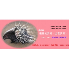 豪猪不是长刺儿的野猪