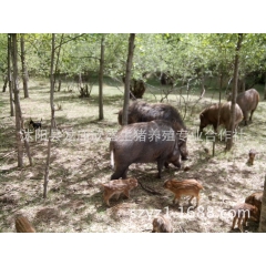 纯种野猪 山林野猪养殖 生态野猪 野猪种苗 养殖优质野猪苗