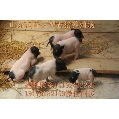 常年供应巴马香猪种猪 小猪苗 小香猪养殖场 长白山野猪