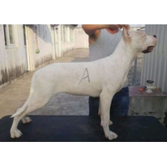 几条杜高犬能猎野猪 杜高犬价格高吗