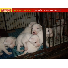 两个月的杜高犬多少钱一只 杜高多大可以打猎野猪
