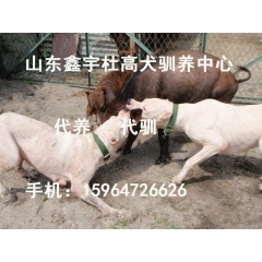 杜高犬养殖  杜高犬养殖前景 怎样训练杜高犬狩猎野猪