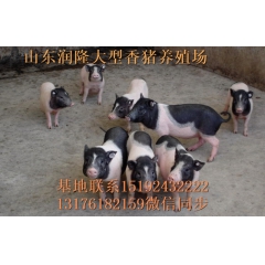 批发巴马香猪种猪价格 小香猪养殖场 野猪苗 长白山野猪