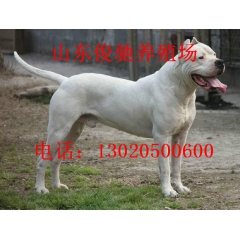 野猪杀手 杜高犬  纯种杜高犬  打野猪  杜高犬 比特犬