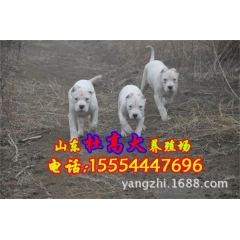 哪里有漂亮的杜高犬，杜高幼犬出售 打猎野猪