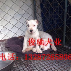 野猪杀手 杜高犬  纯种杜高犬  打野猪  杜高犬