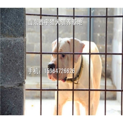 什么样的杜高犬能猎野猪 杜高犬养殖基地