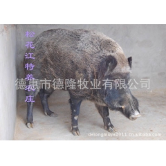 供应野猪   纯种  无污染、无激素的绿色保健食品