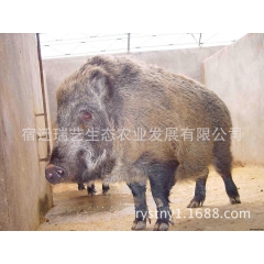 纯种野猪 特种养殖野猪  培育原种野猪 生态繁殖良种野猪苗