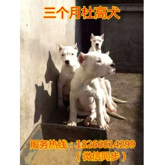 杜高犬干死野猪 两个月的小杜高犬多少钱