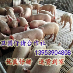 猪崽  仔猪 小香猪  野猪 苗   猪苗价格   哪里猪苗...