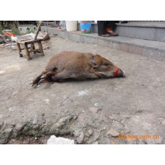 野猪。野猪肉。小野猪。批发。零售。