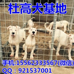 杜高犬打猎野猪 杜高犬咬人吗 杜高价格