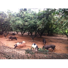 博罗大铜锤农场养殖的野猪，正宗梅花猪，广东名猪蓝塘土猪养殖