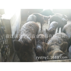 纯种野猪销售 培育二代野猪种苗 野猪苗 种母猪野猪