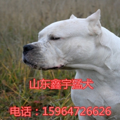 中华老字号 东阿阿胶桃花姬阿胶糕300g
