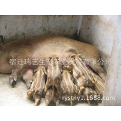 中华老字号 东阿阿胶桃花姬阿胶糕300g