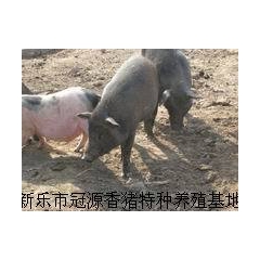 中华老字号 东阿阿胶桃花姬阿胶糕300g