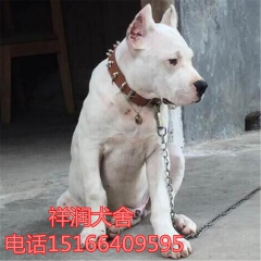 成年的公杜高犬多少钱 哪有养杜高犬的 杜高专业逮野猪