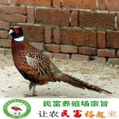 商品野鸡 野鸡养殖 野猪