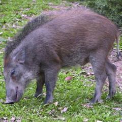 奔跑吧土货厂家直销特级纯种野猪肉 原生态放养健康有机特种野猪