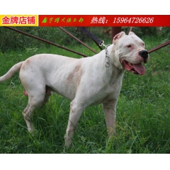 杜高犬养殖成本 杜高犬幼犬价格 新款杜高犬出售 农民致富 猎...