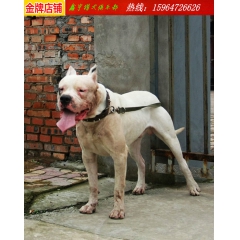 怎么训练杜高上山打野猪 杜高搜山犬价格 杜高能长多少斤