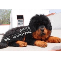 出售纯种大狮子头藏獒幼犬铁包金红獒雪獒公母都有宠物狗