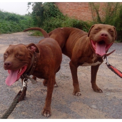 精品比特犬幼犬，疫苗驱虫已做好，比特犬KO藏獒 比特犬打架真...