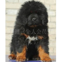 纯种带血统大狮头铁包金藏獒幼犬找主人！！