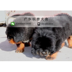 广东犬舍出售 纯种藏獒犬铁包金幼獒大狮头宠物狗幼犬活体
