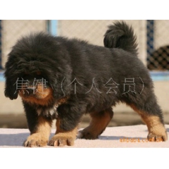 宠物狗）原生态纯种铁包金大狮头藏獒 藏獒幼犬 出售