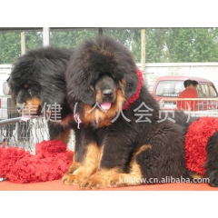 纯种大狮头铁包金藏獒 藏獒幼犬出售2