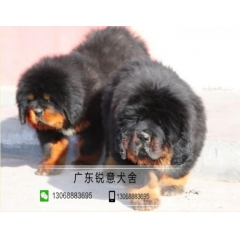 纯种铁包金红獒雪獒大狮子头藏獒幼犬霸气猛犬公母都有宠物狗狗