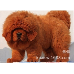 宠物狗）纯种大骨量 大毛量 大狮头铁包金 红獒 出售 品质保...